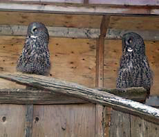 rehab_grey_owls